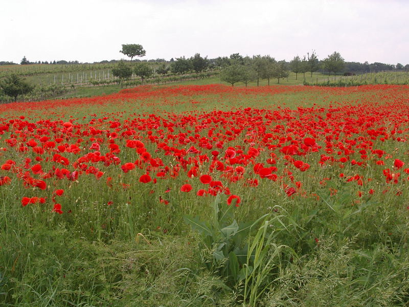 Klatschmohn