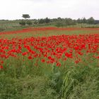 Klatschmohn