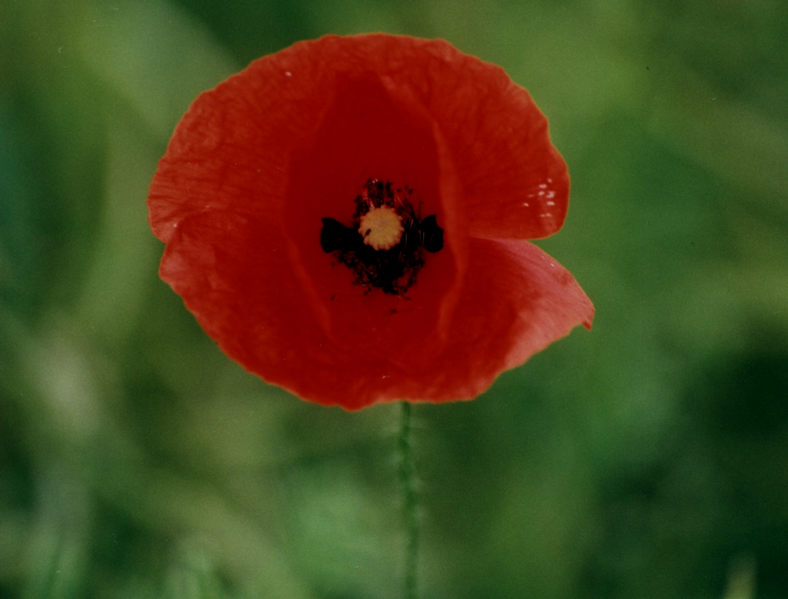 Klatschmohn