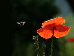 Klatschmohn