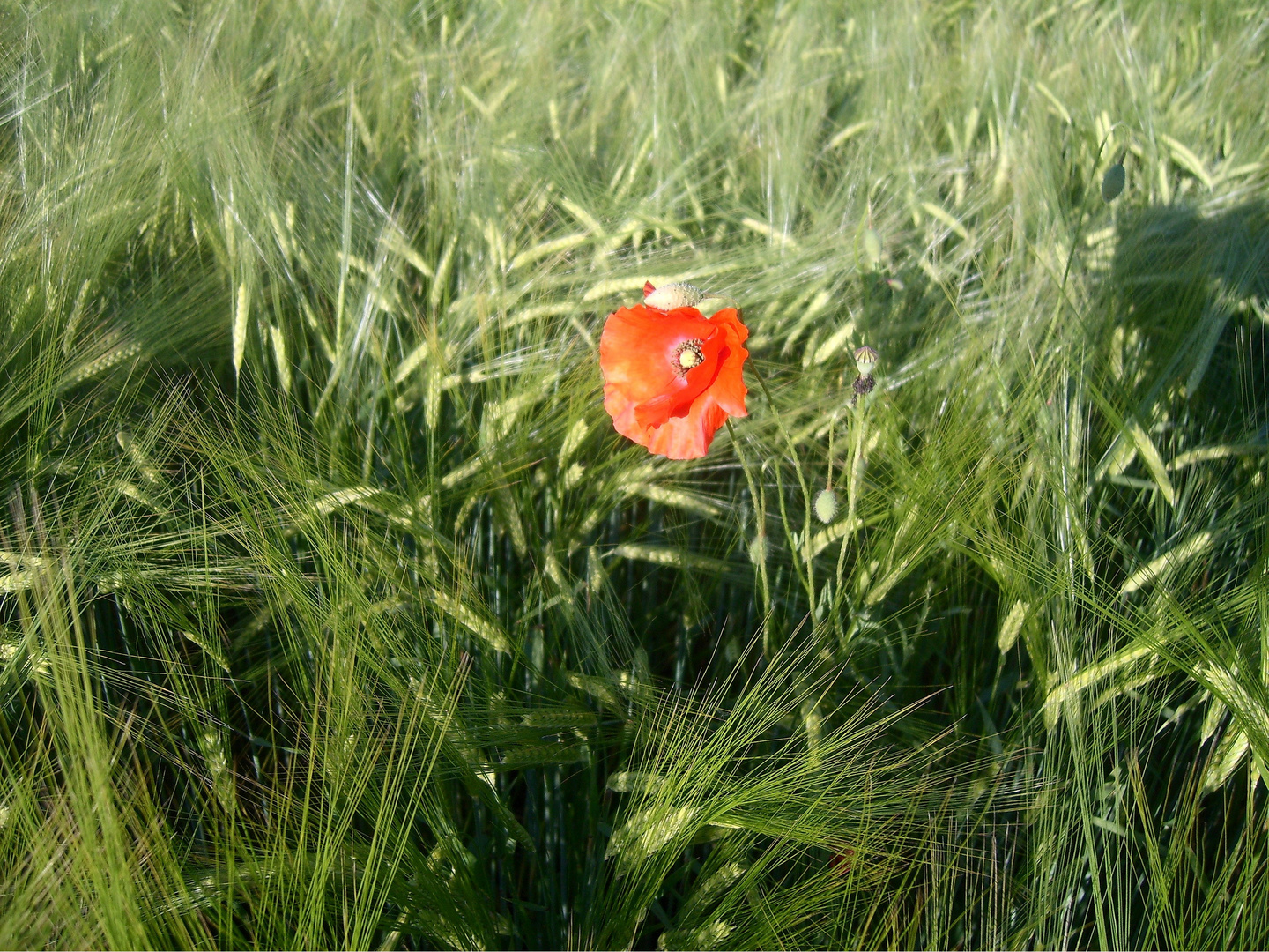 Klatschmohn