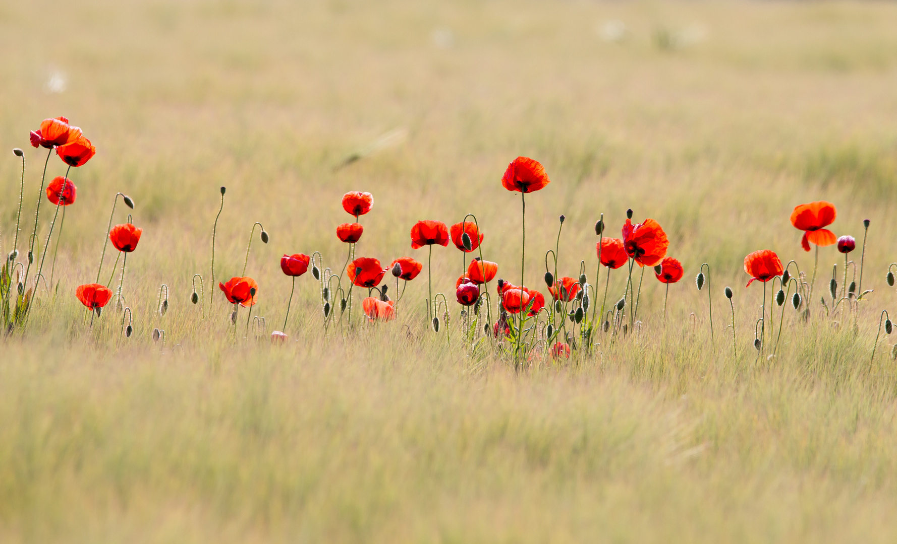 Klatschmohn