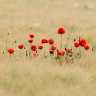 Klatschmohn