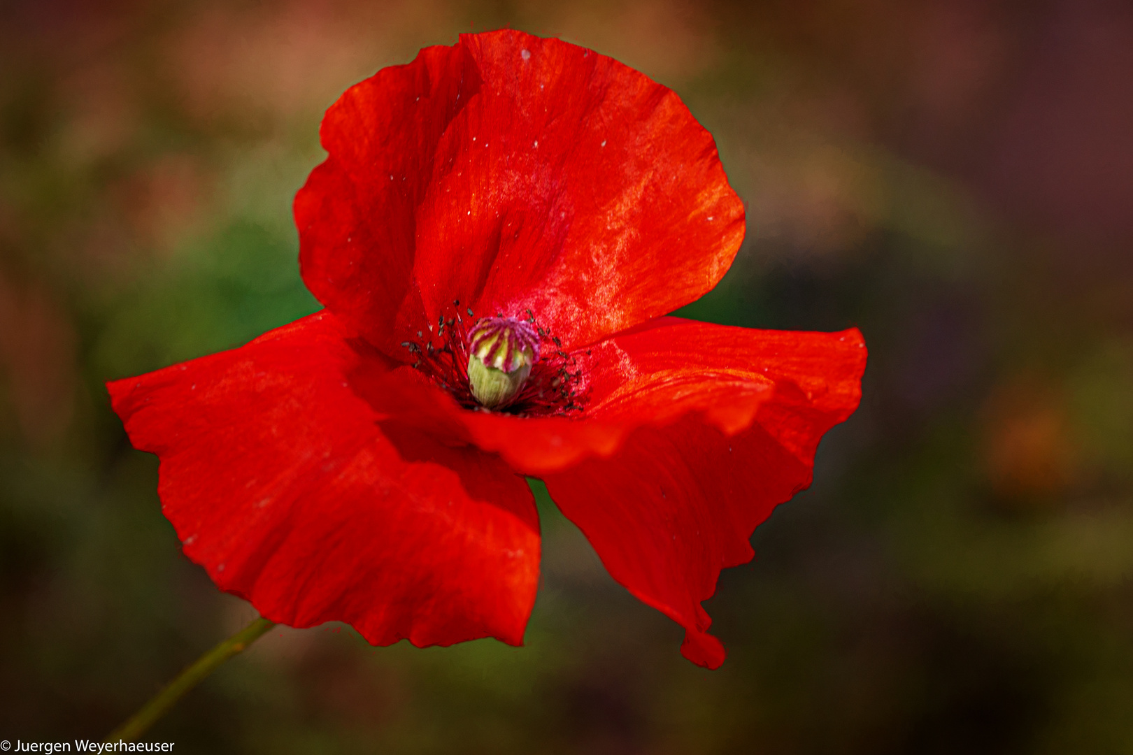 Klatschmohn