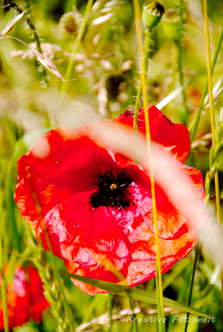 Klatschmohn