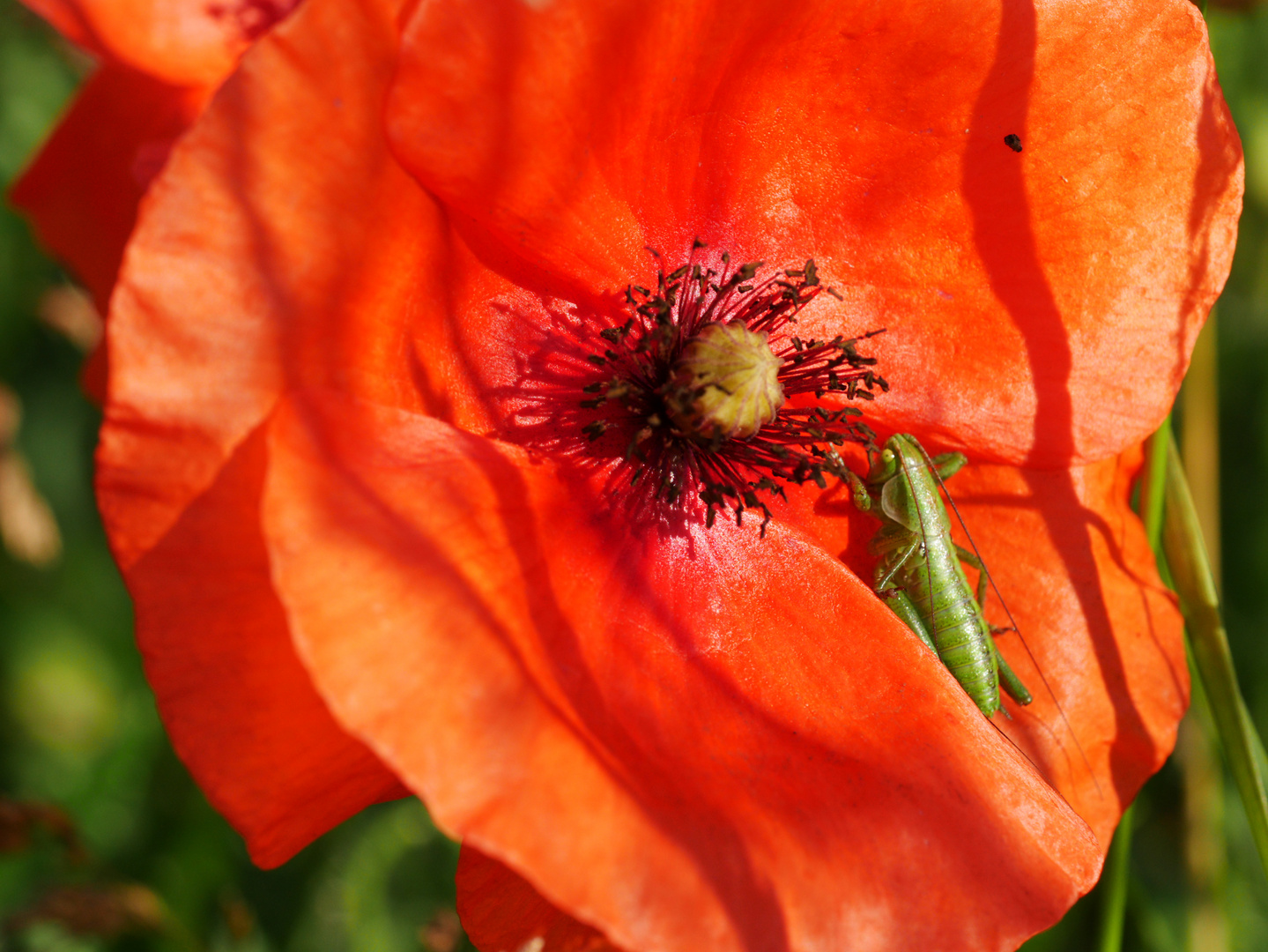 Klatschmohn