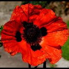 - Klatschmohn -