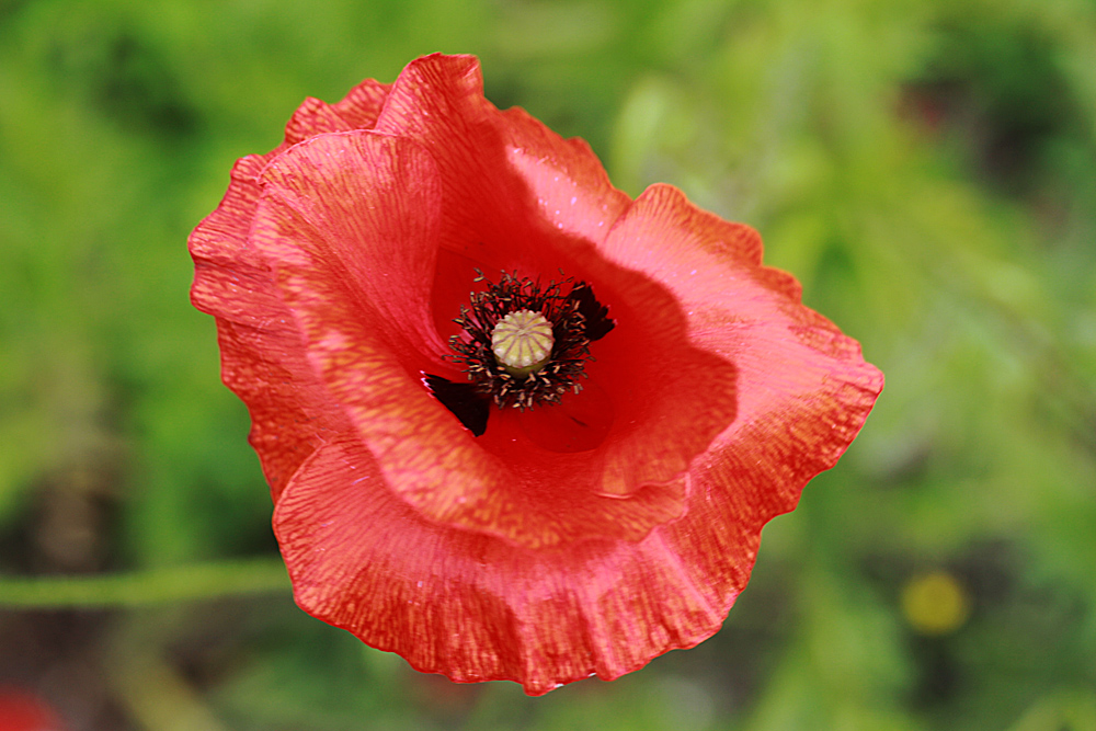 Klatschmohn