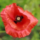 Klatschmohn