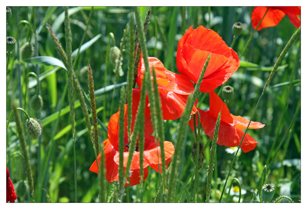 Klatschmohn