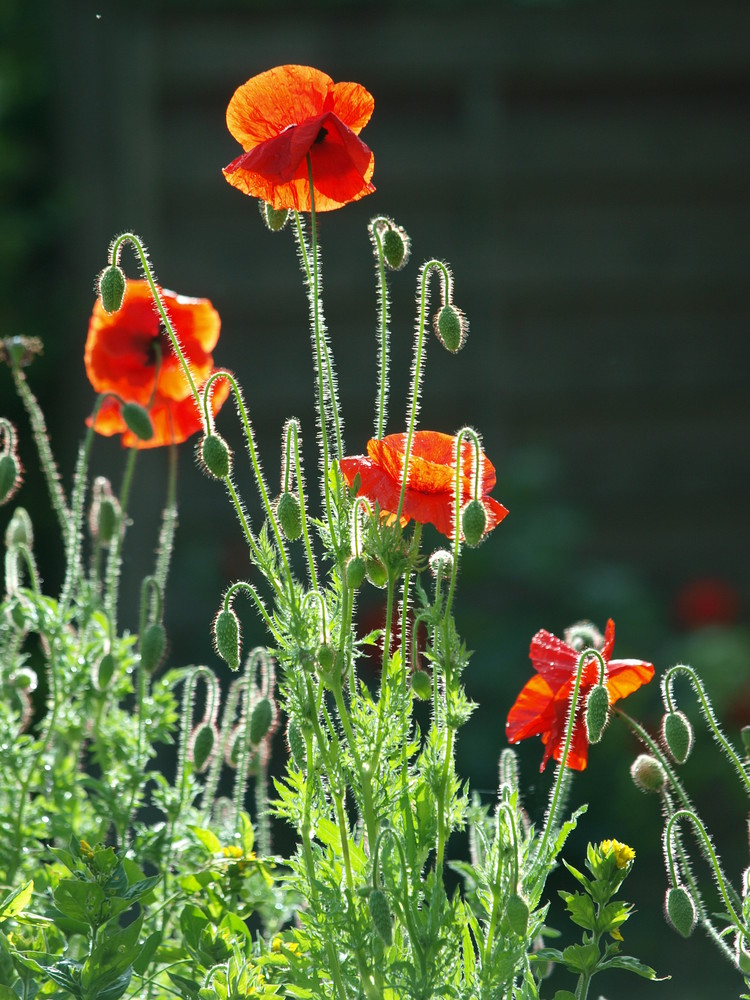 Klatschmohn