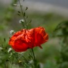 Klatschmohn,