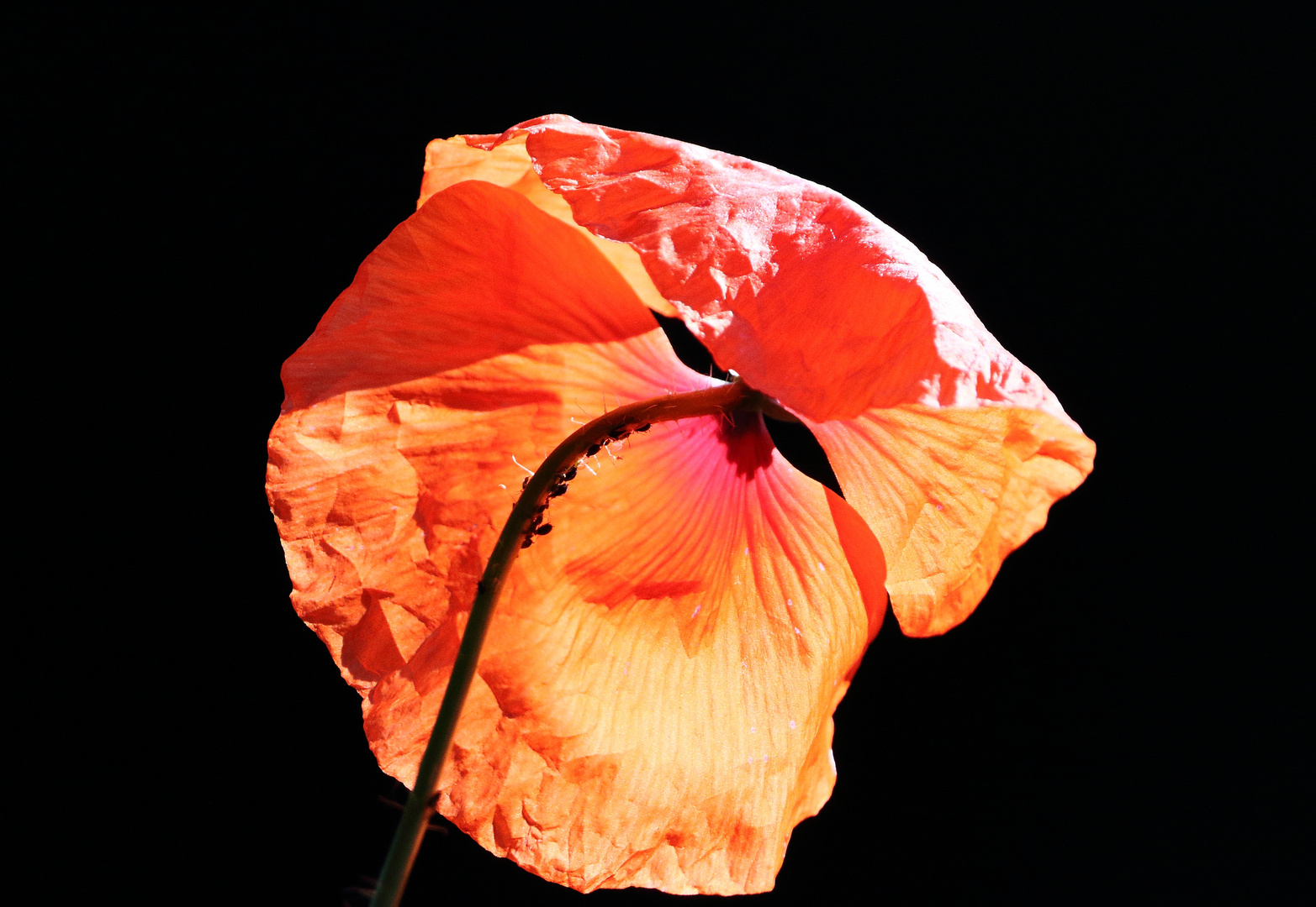 Klatschmohn