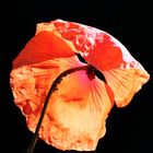 Klatschmohn