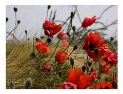 Klatschmohn