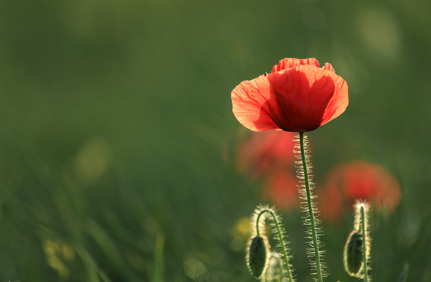 Klatschmohn