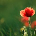 Klatschmohn