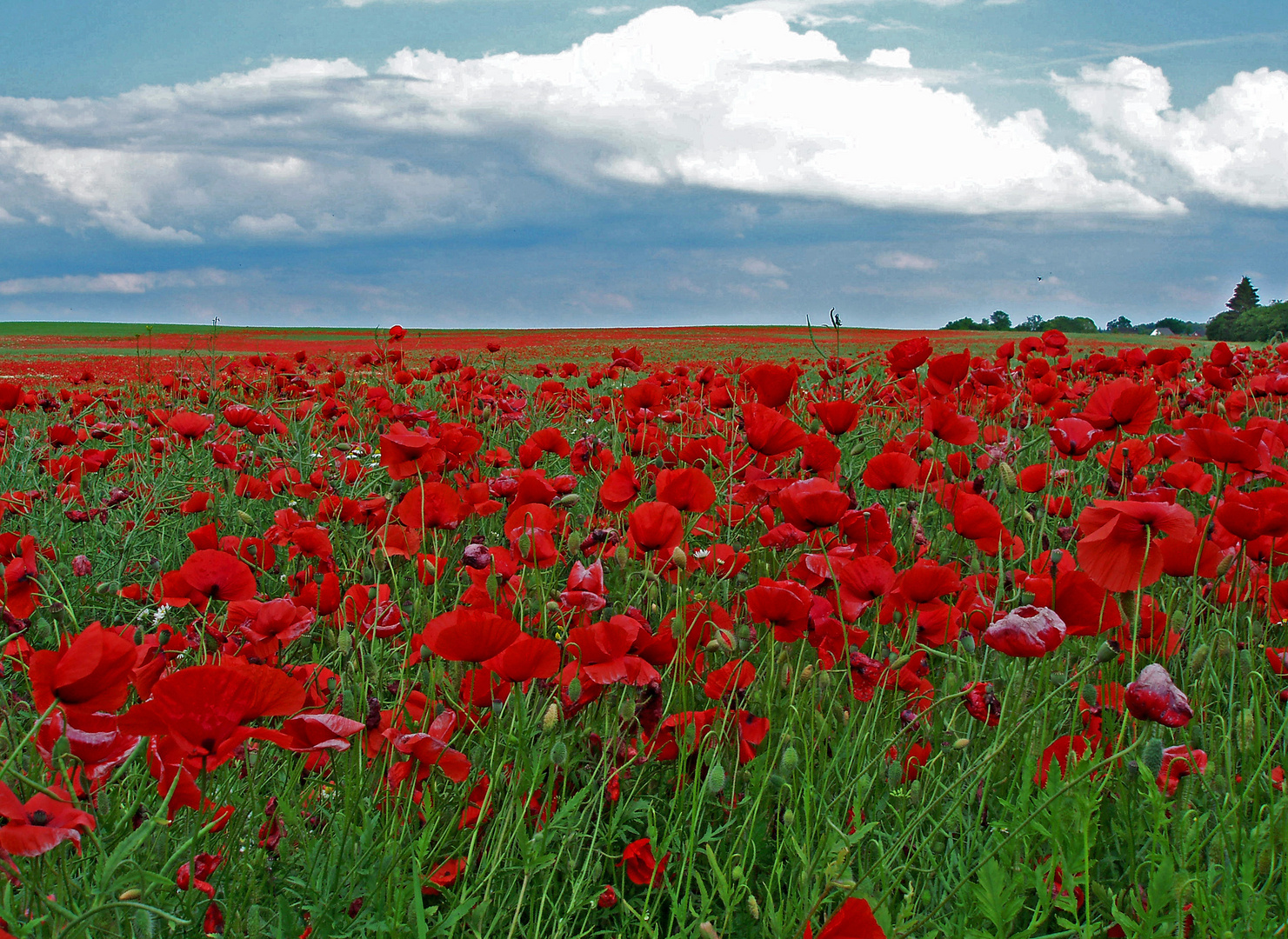 Klatschmohn