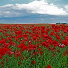 Klatschmohn