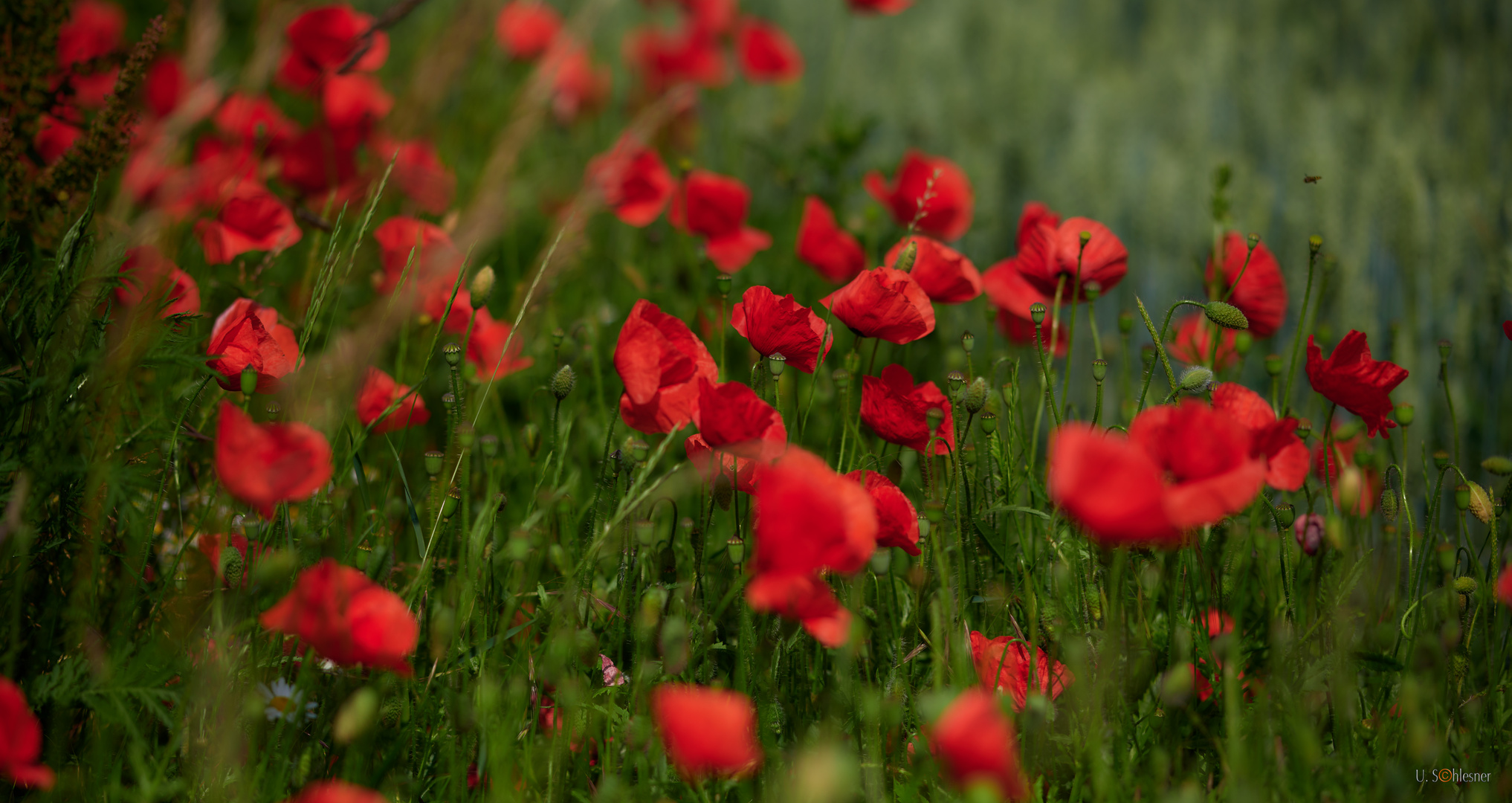 Klatschmohn