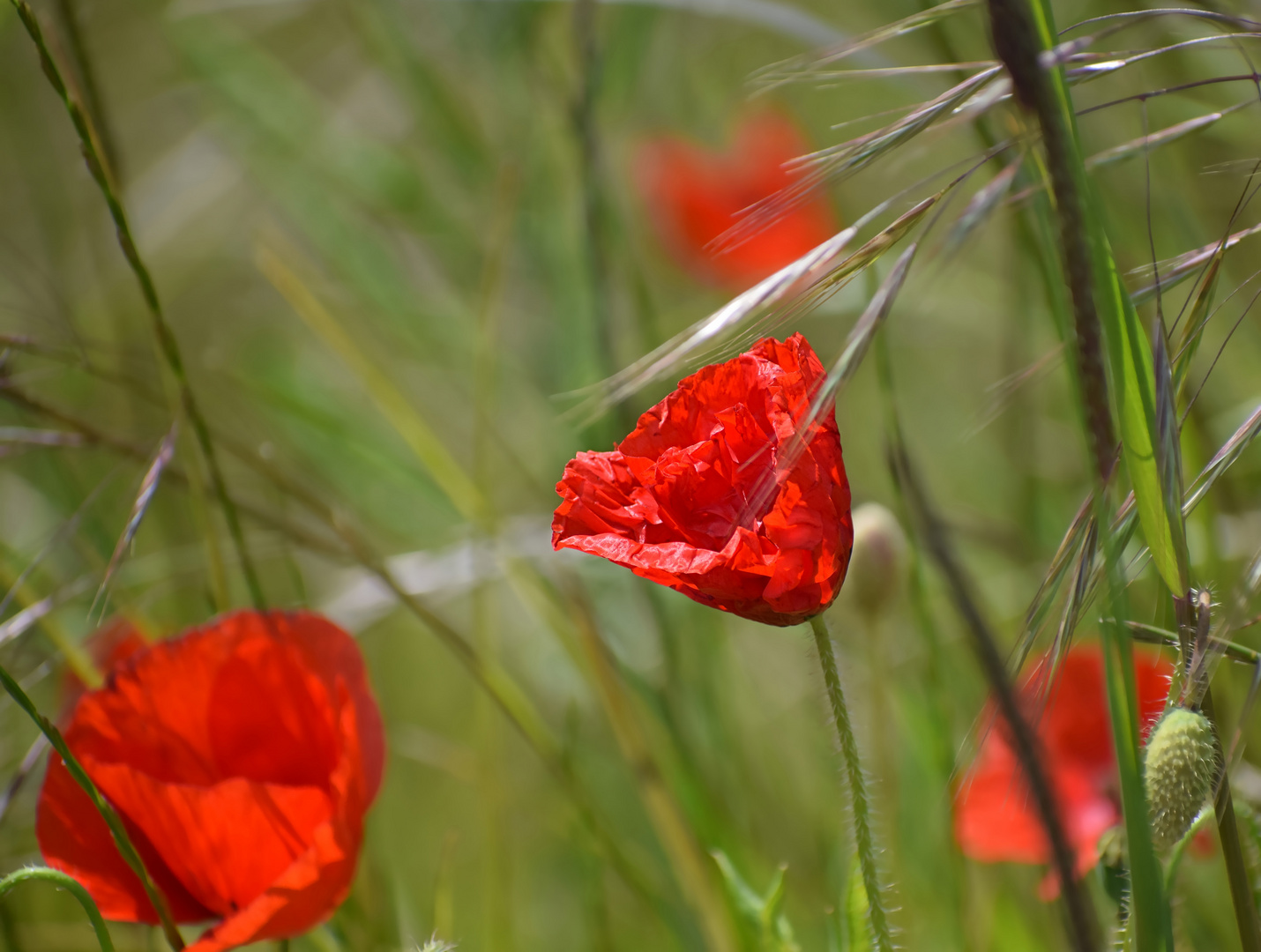 Klatschmohn (4)