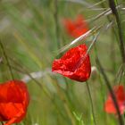 Klatschmohn (4)