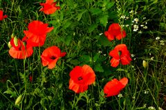 Klatschmohn 4