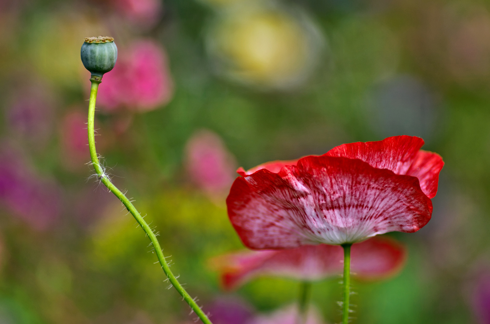 Klatschmohn 4