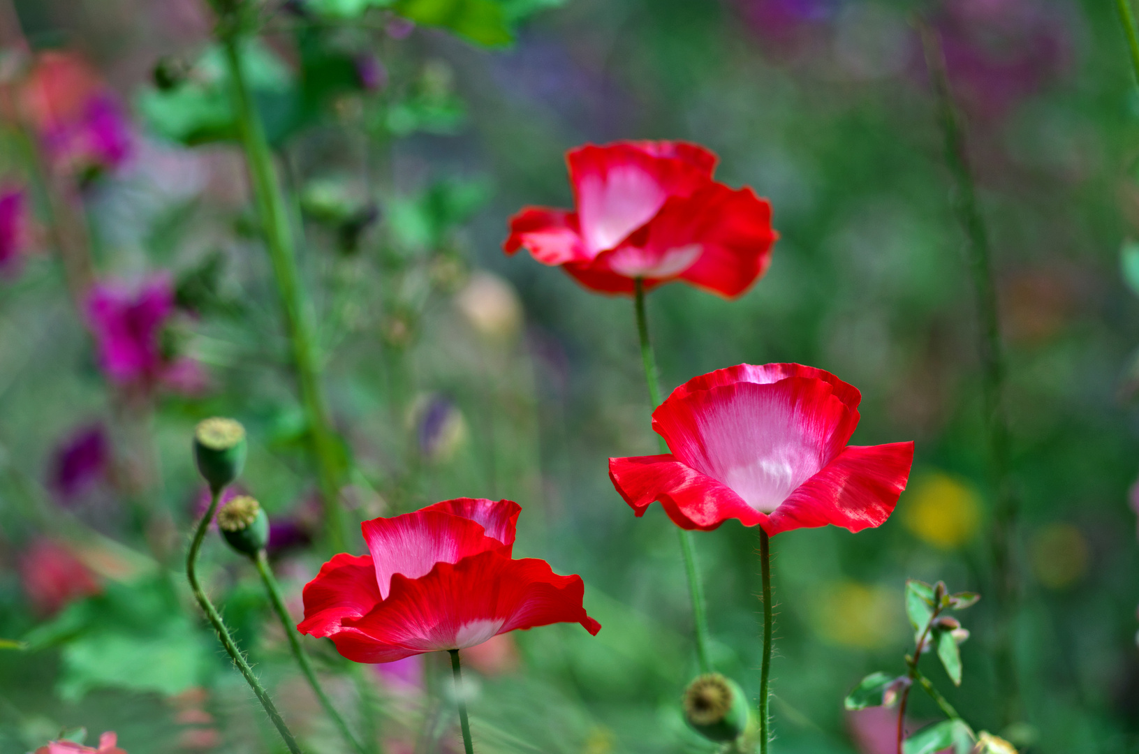 Klatschmohn 4