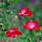 Klatschmohn 4