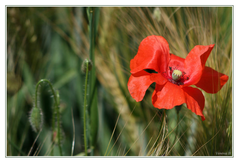 Klatschmohn # 4