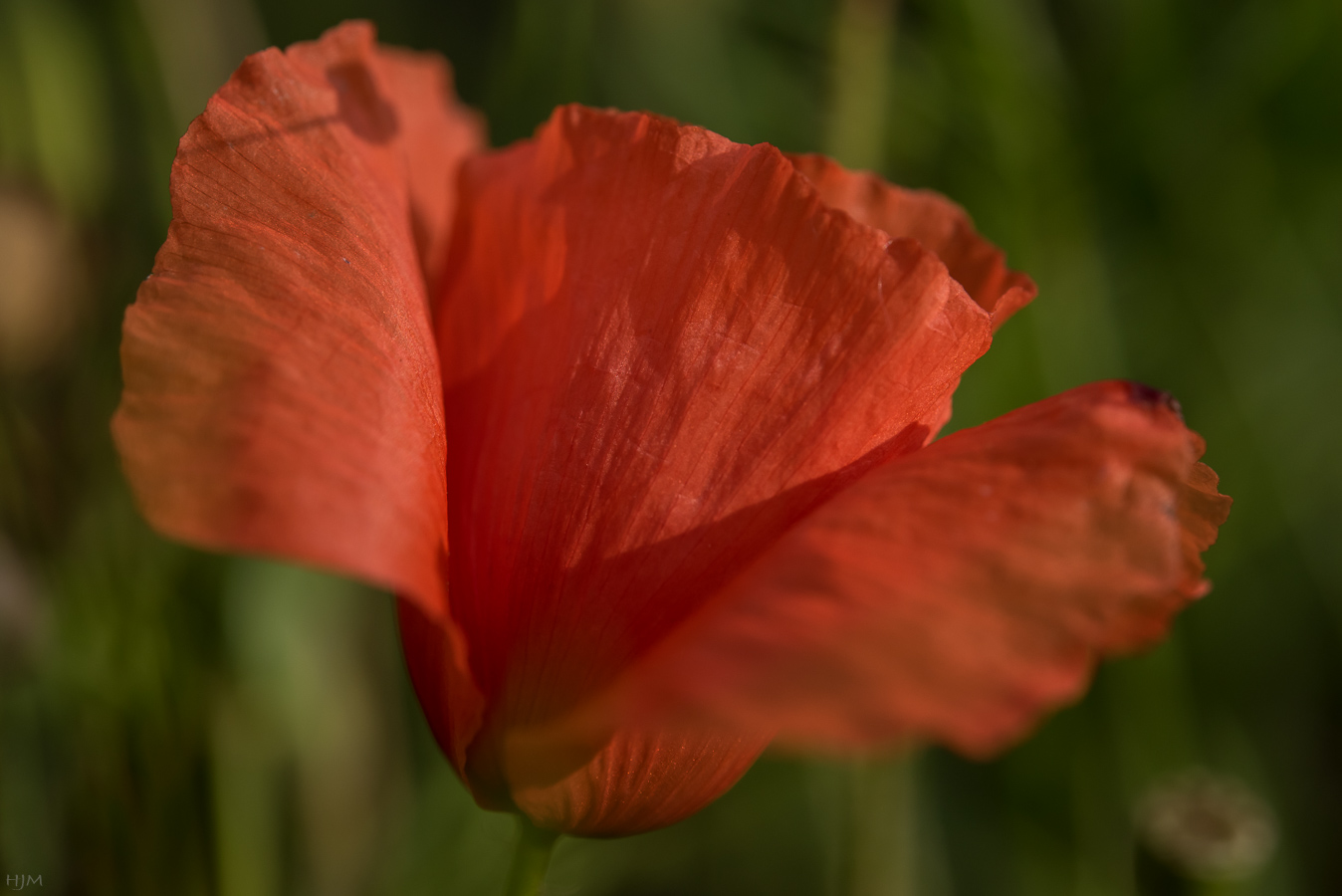 Klatschmohn