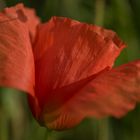 Klatschmohn