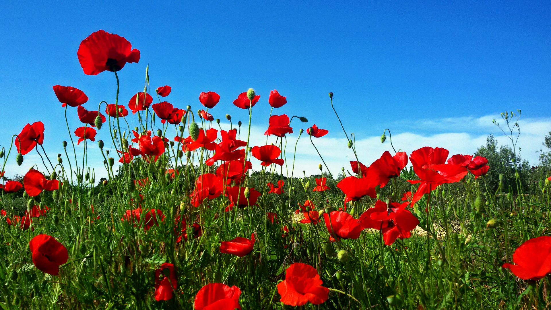 Klatschmohn