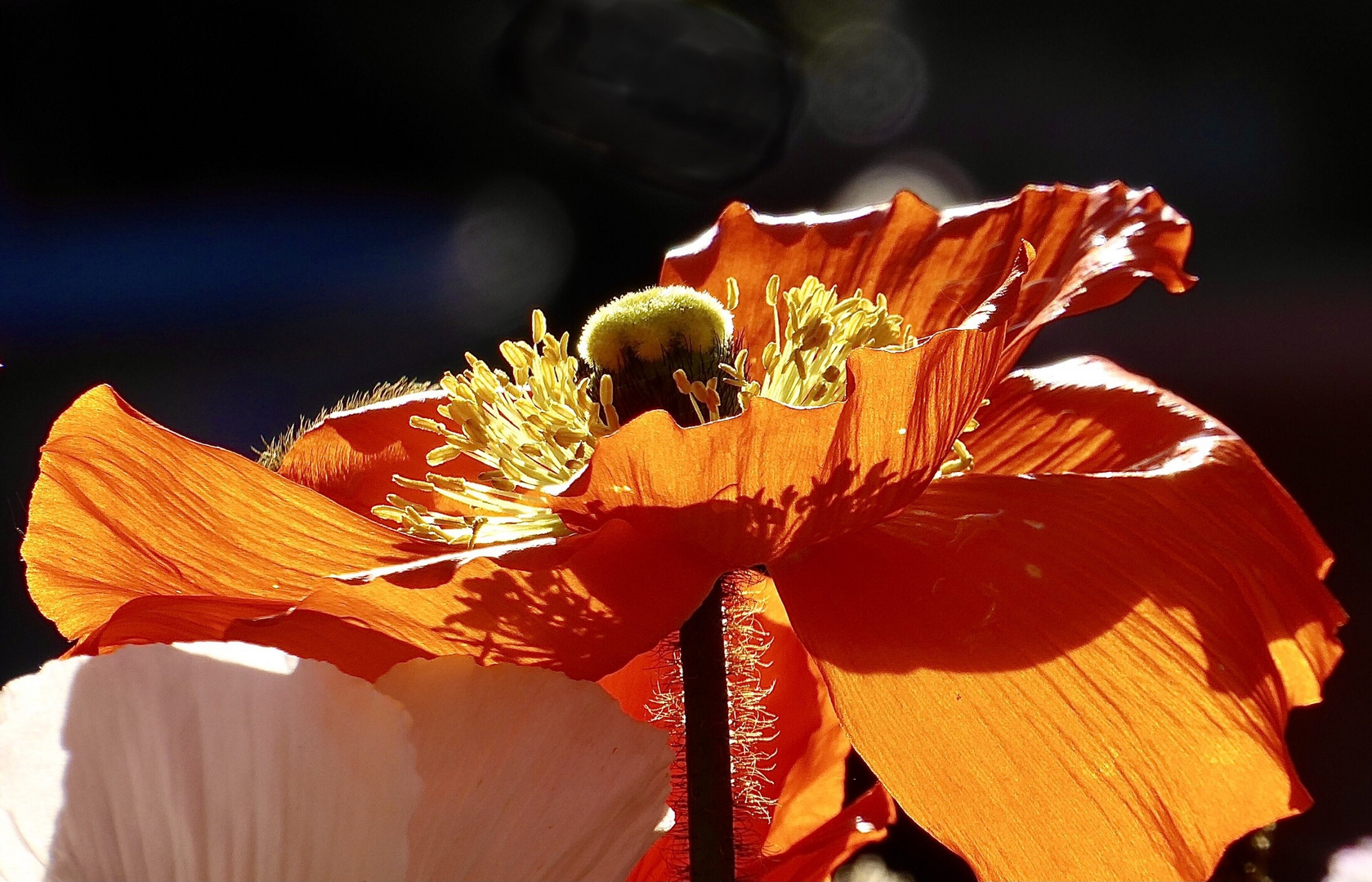 Klatschmohn