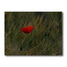 Klatschmohn ( 42),...