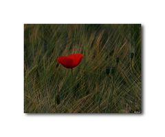 Klatschmohn ( 42),...