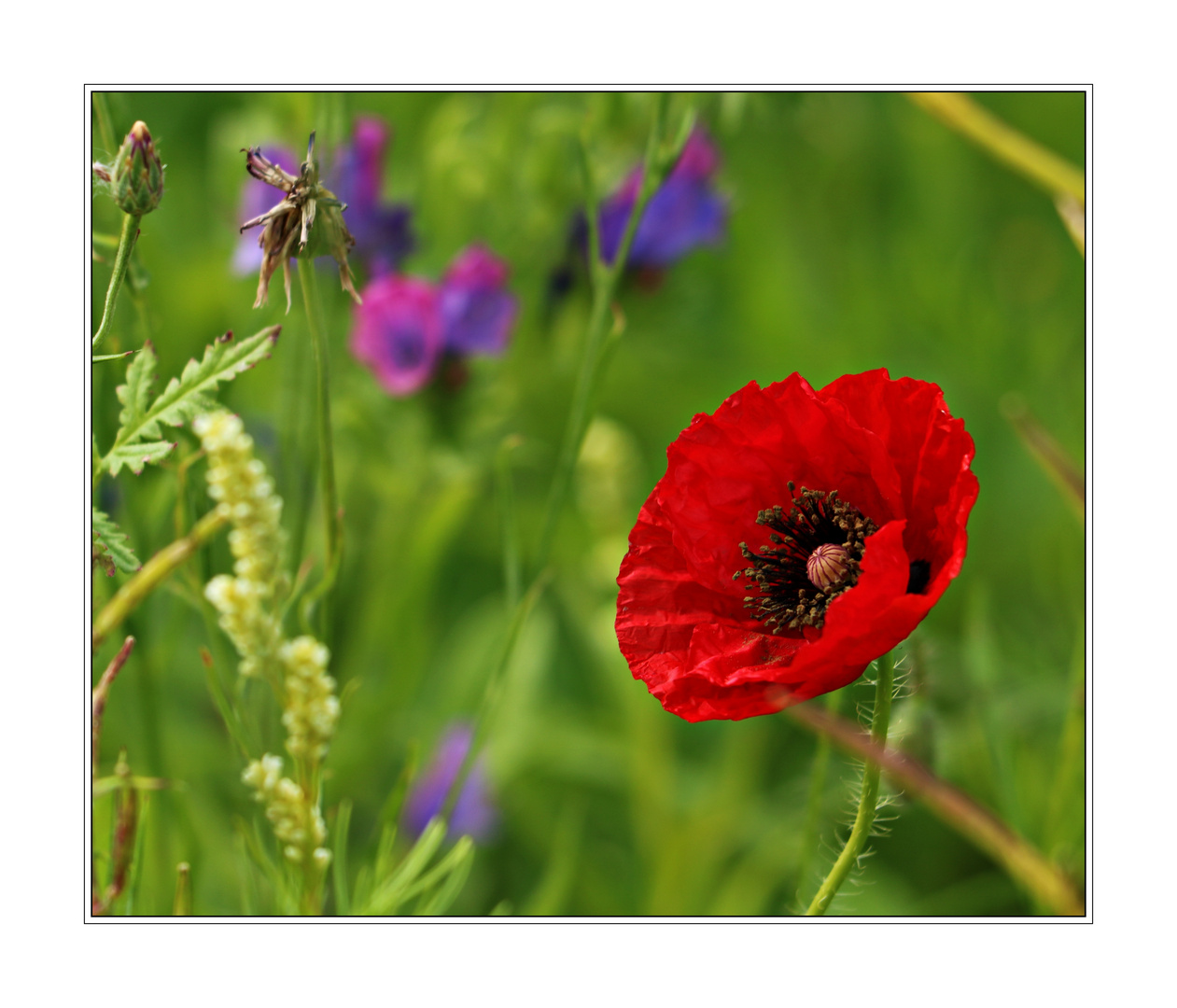 Klatschmohn