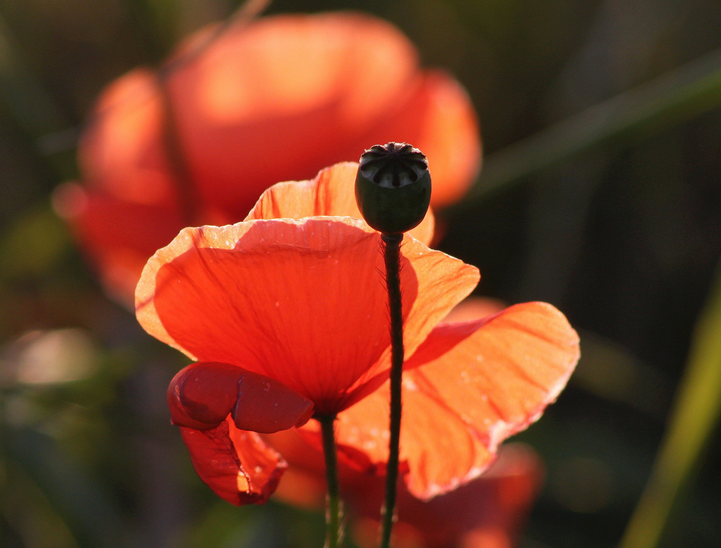 Klatschmohn