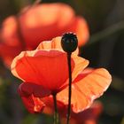 Klatschmohn