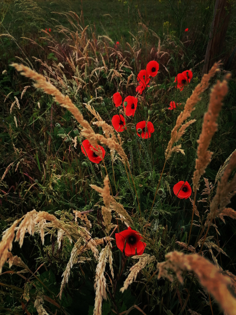 Klatschmohn