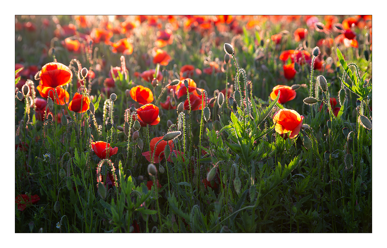 Klatschmohn