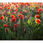 Klatschmohn