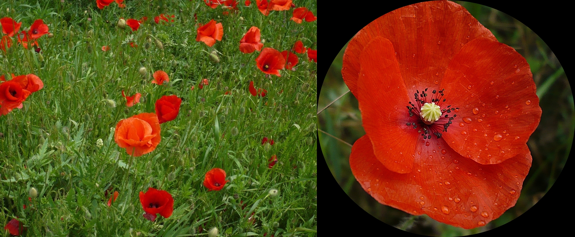 ---Klatschmohn----