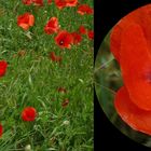 ---Klatschmohn----