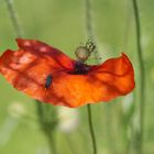 Klatschmohn