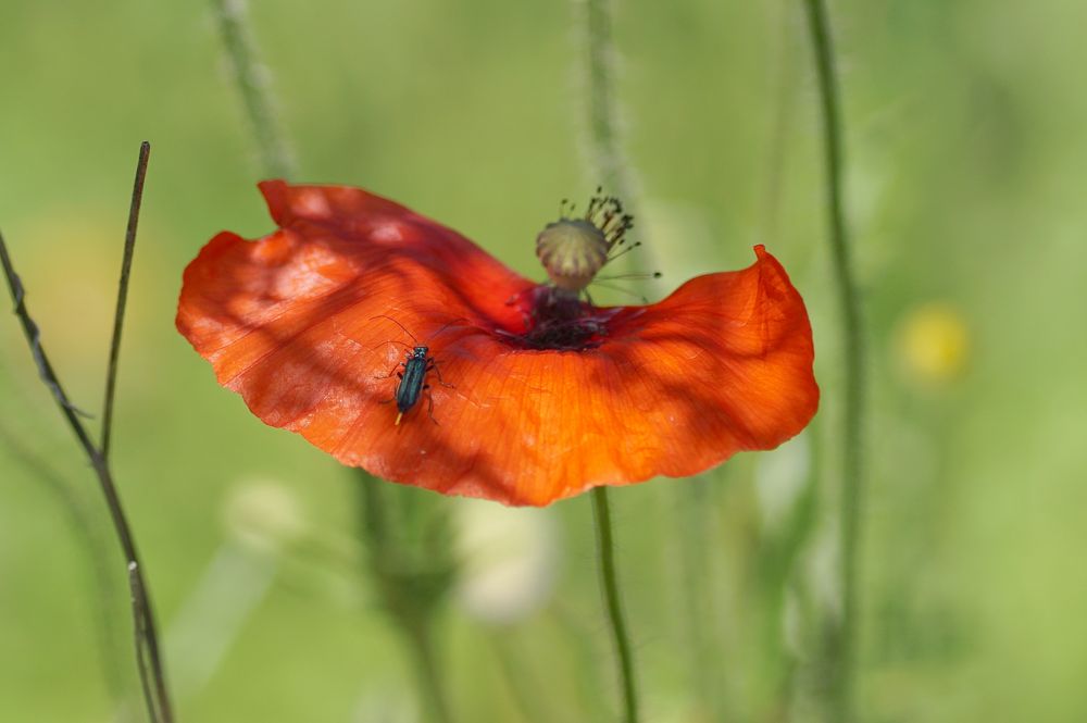 Klatschmohn