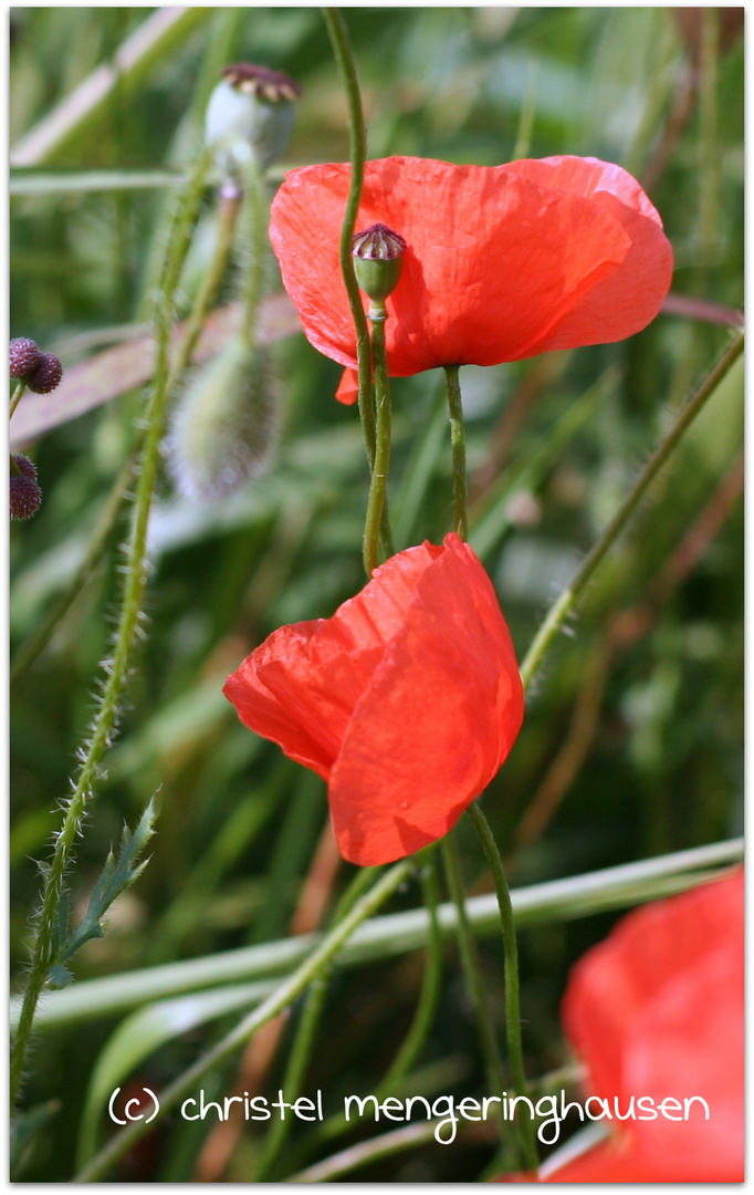 Klatschmohn