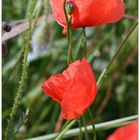 Klatschmohn