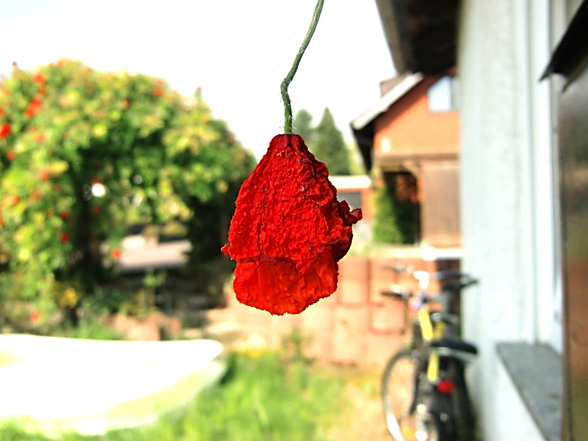 Klatschmohn